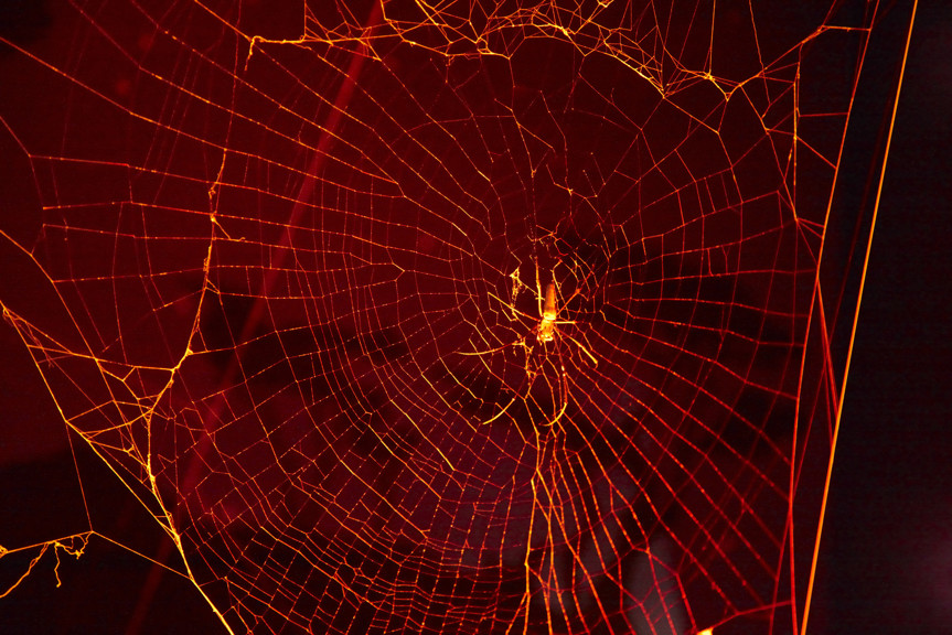 Spider in web in red light