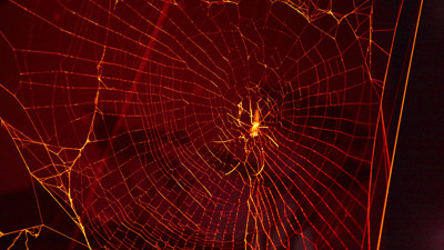 Spider in web in red light