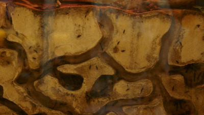 Bugs and sand tunnels