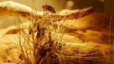 Bug and tall grass in display
