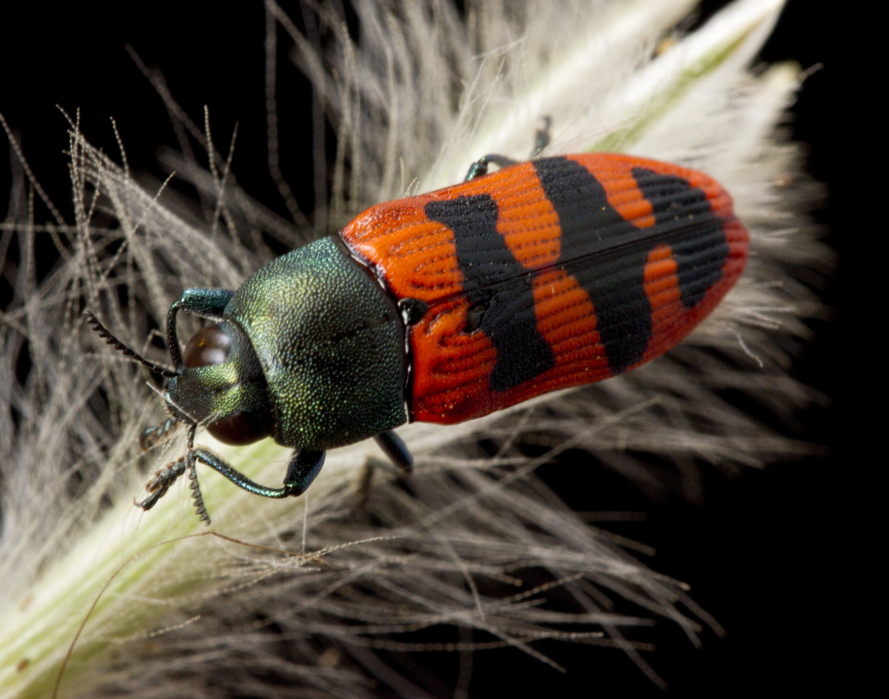 Jewel Beetle, Buprestidae. Grampians National Park, Victoria.