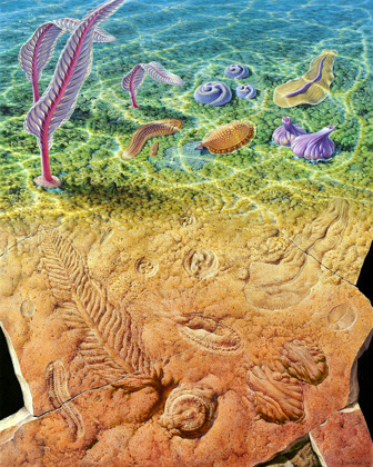 llustration of Ediacaran animals and fossils