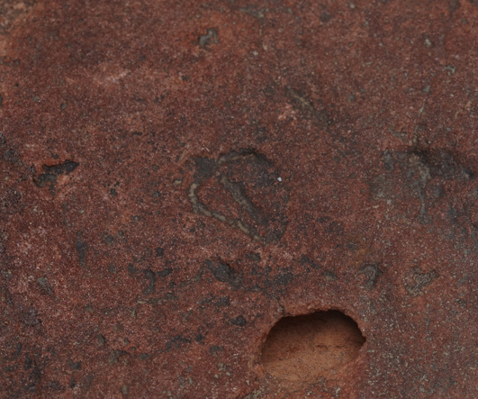 Fossil of Parvancorina