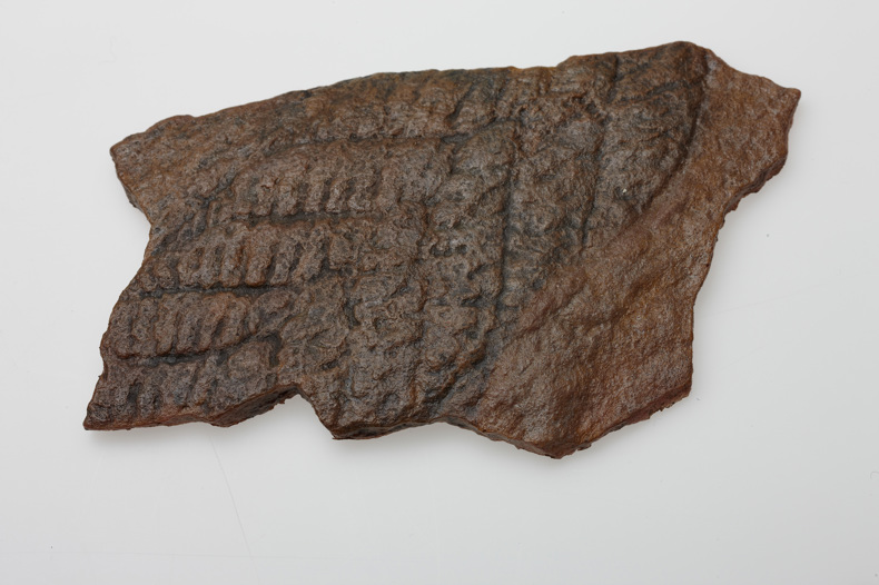 Fossil cast of Charnia