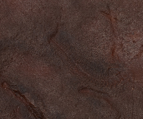 Fossil cast of Spriggina floundersi