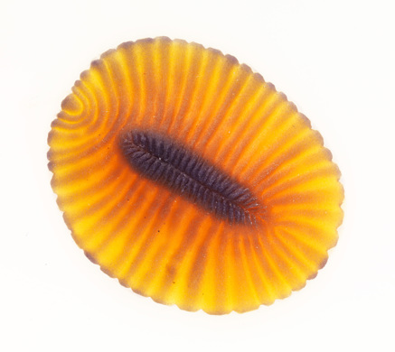 Model of Dickinsonia