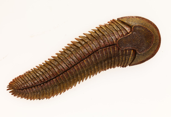 Model of Spriggina floundersi