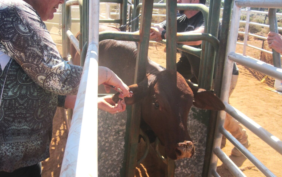 A woman marks the ear of cattle. 