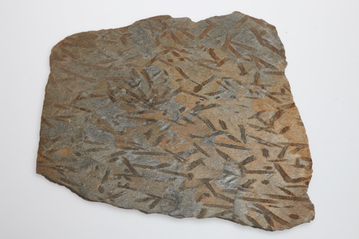 Schist specimen with sheaves of relict andalusite crystals