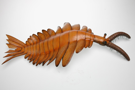 Model of Anomalocaris, an extinct marine animal from the middle Cambrian period. Model based on fossil found in Burgess Shale, Canada