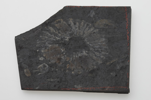 Anomalocaris fossil from Burgess Pass. Specimen dated to Middle Cambrian period