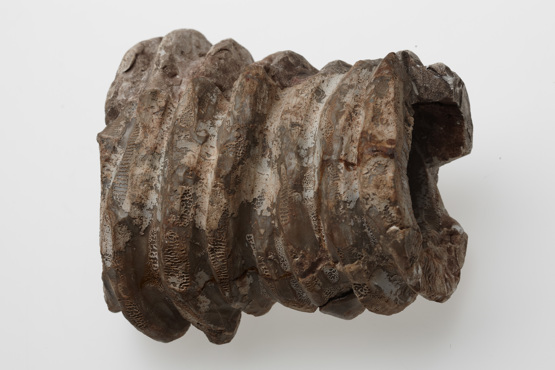 Archaeocyatha fossil from the Cambrian period