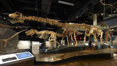 View of Tarbosaurus and Mamenchisaurus on display in the Dinosaur Walk exhibition. 
