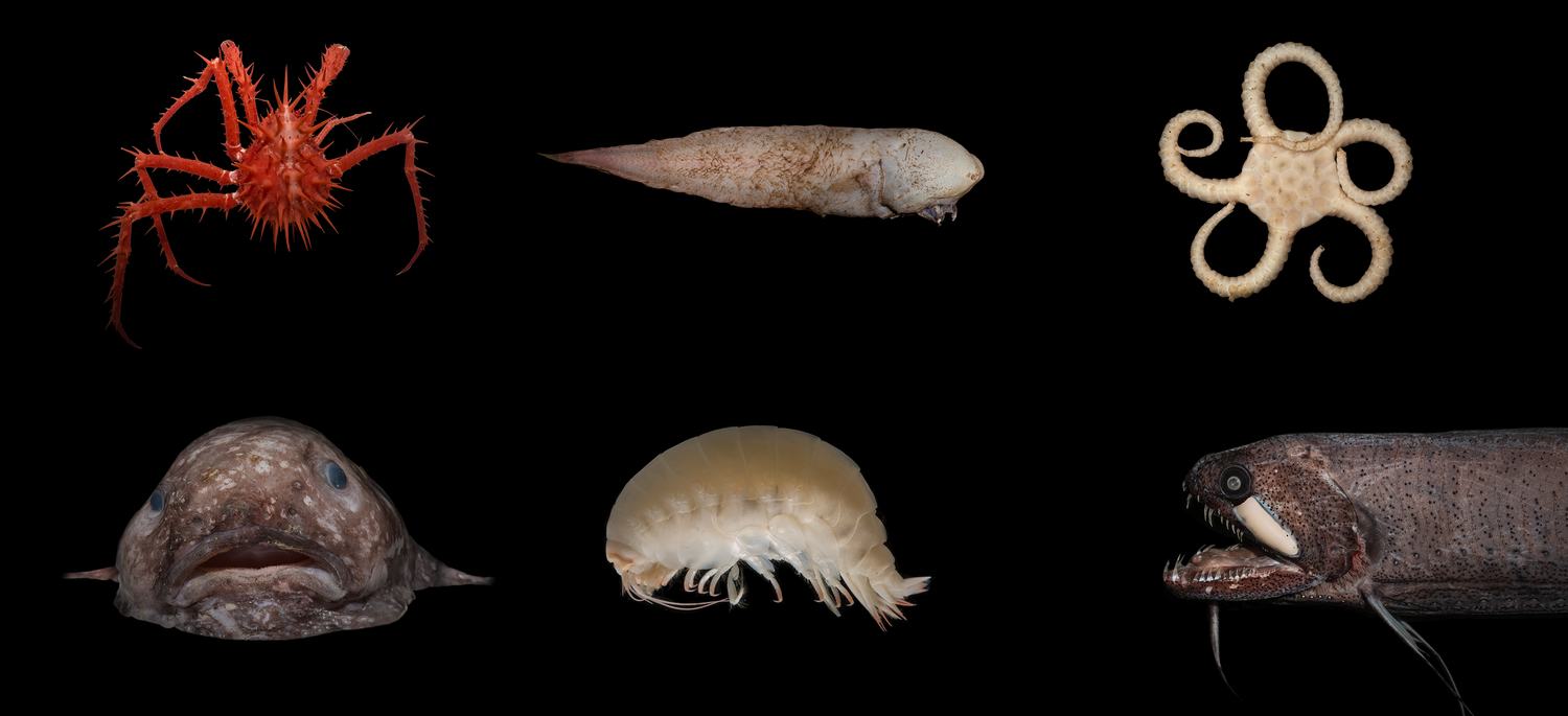Deep sea creatures