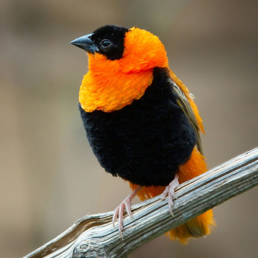 A male Southern Red Bishop (Euplectes orix)
