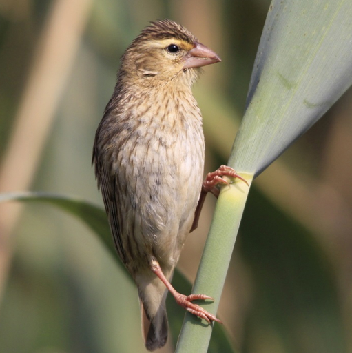 Female Southern Red Bishop