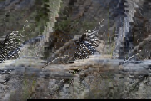 Short-beaked Echidna climbing over a log