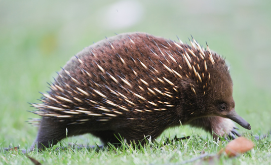Short-beaked Echidna in grass
