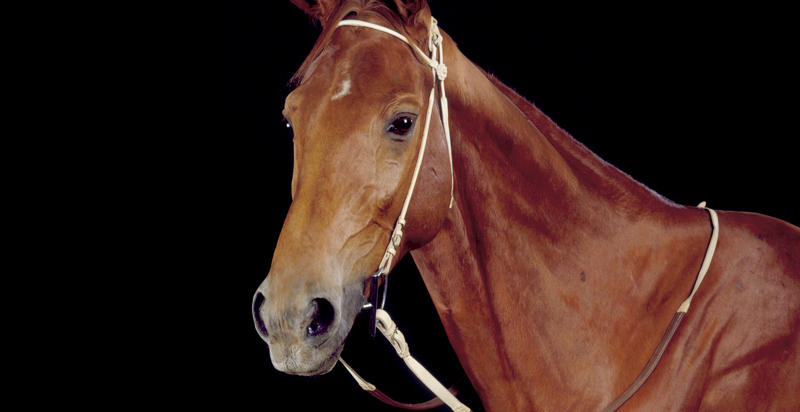 Phar Lap, Champion Race Horse (1926-1932)