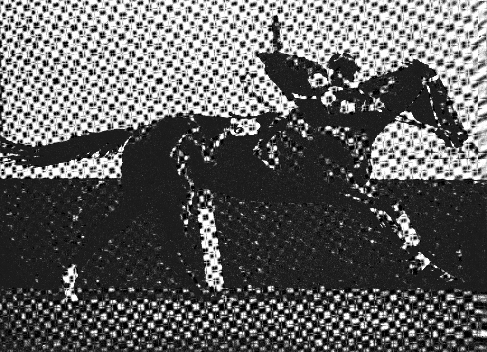 Phar Lap racing with a jockey Jim Pike high in the saddle. The saddle cloth is marked with the number '6'.