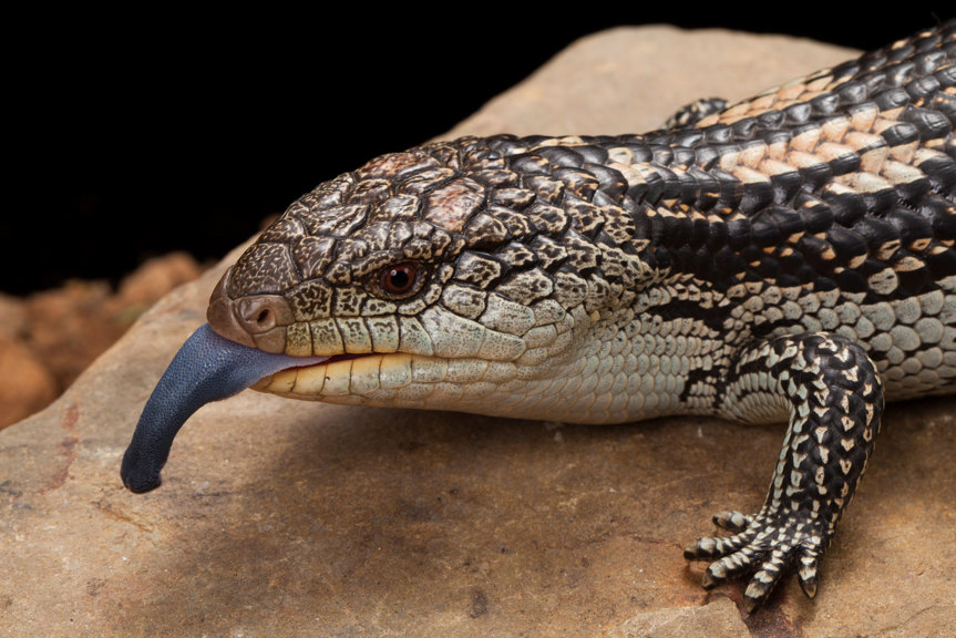 Lizard with its tongue out resting on a rock