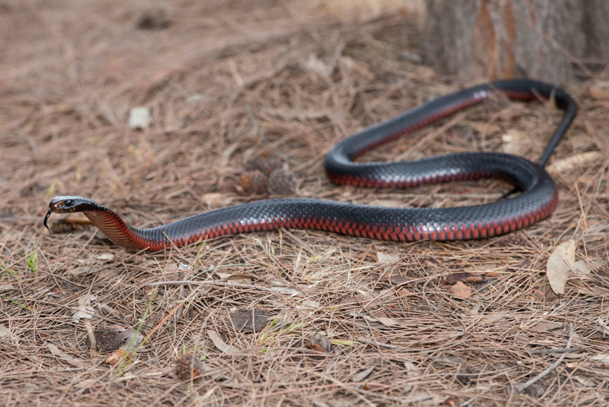 Red and black snake