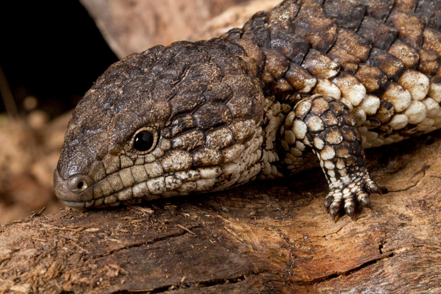 A brown lizard resting on a branch