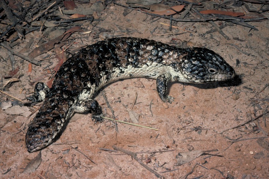 Lizard on the ground. Photo taken from above