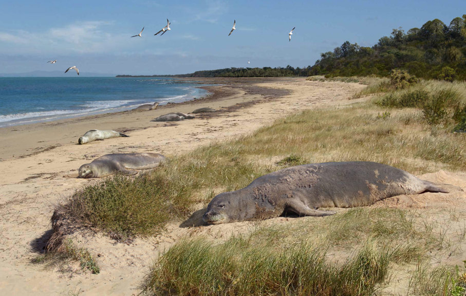 A bunch of seals lounging on a beach. 