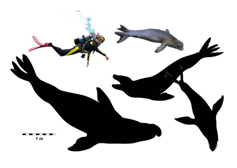 A scale image showing how small the archaic seals were in comparison to modern seals.
