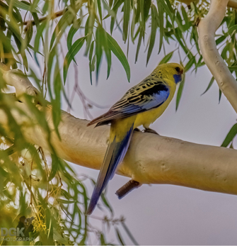 Yellow Rosella sitting on a branch