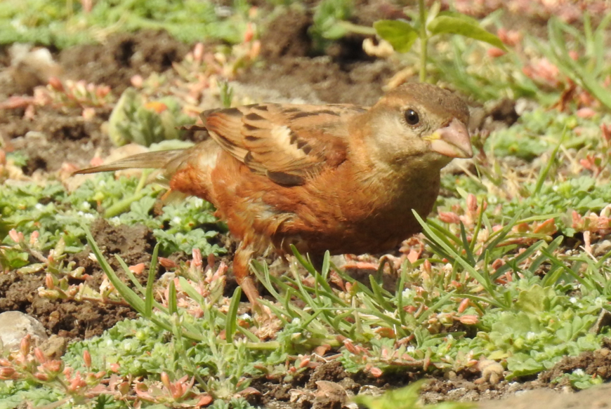 House Sparrow on the ground