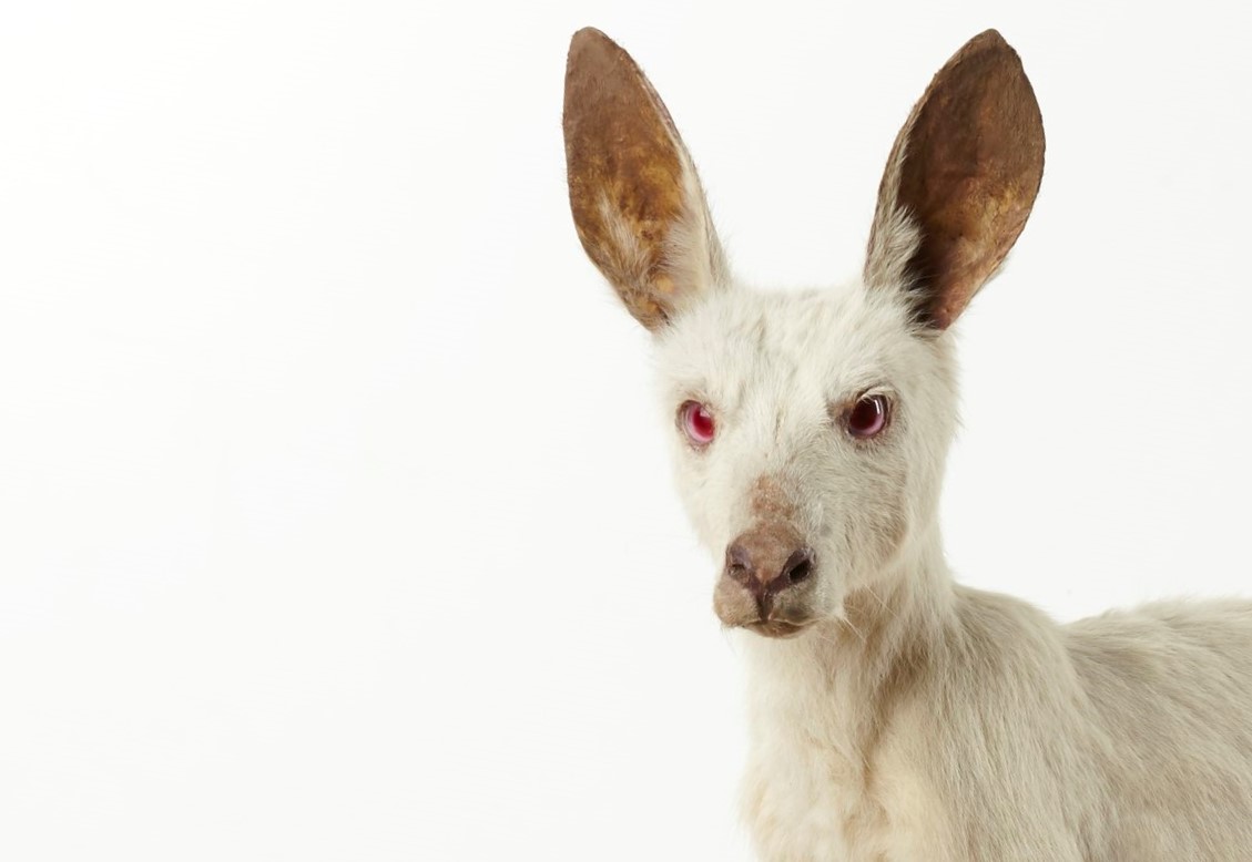 A white Eastern Grey Kangaroo