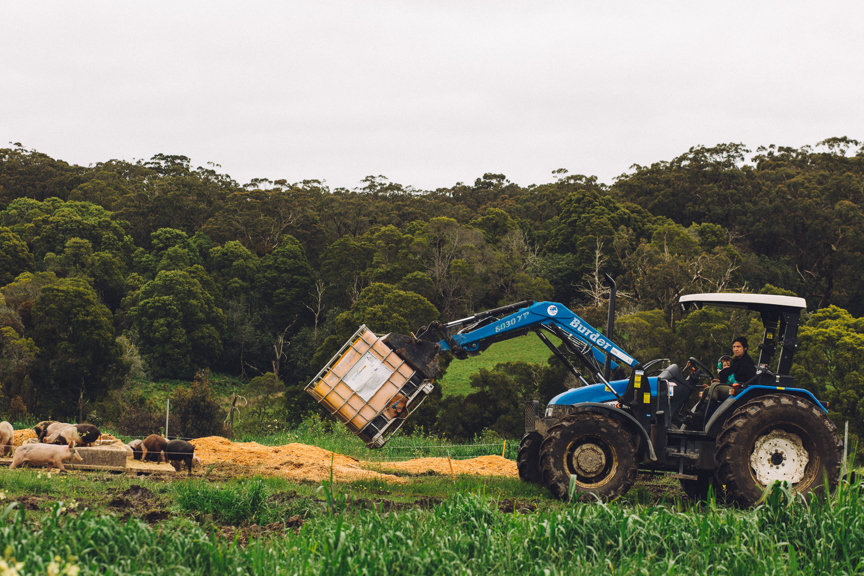 A tractor unloads pig food in a paddock. 