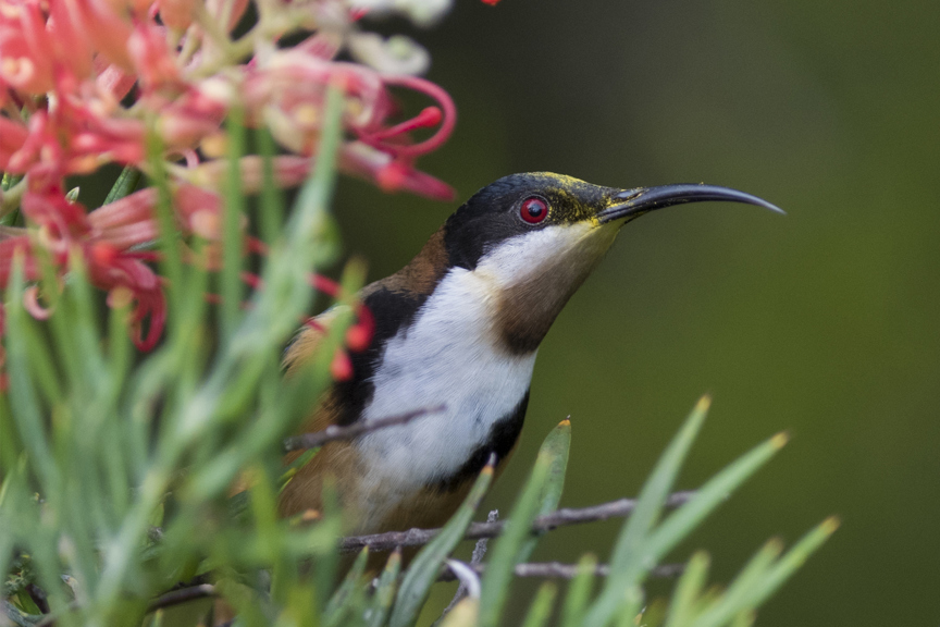 Acanthorhynchus tenuirostris, Eastern Spinebill.