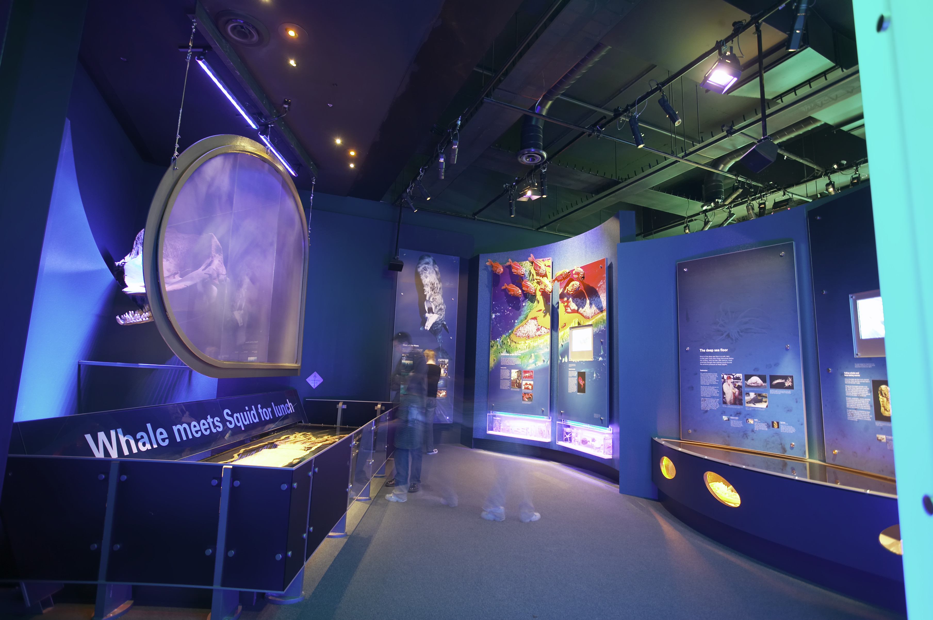 Whale meets Giant Squid section in Marine exhibition