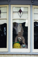 Toy Sloth in Window
