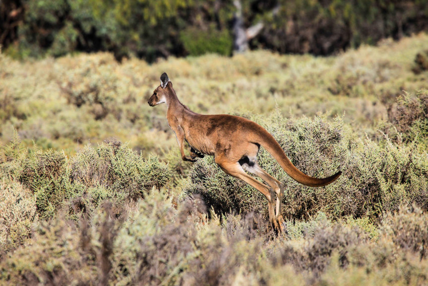 Red Kangaroo