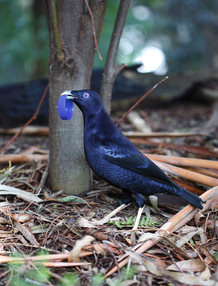 A black bird holding a blue bottle top in its beak 