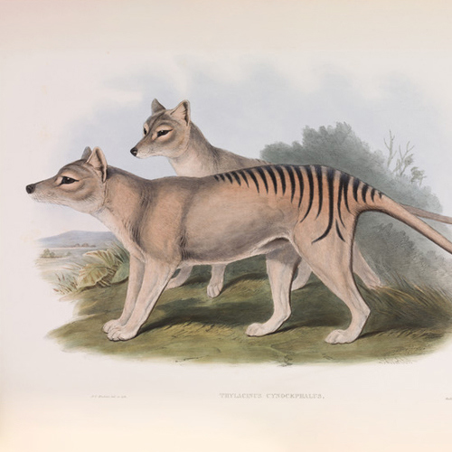 Thylacine, Thylacinus cynocephalus from J. Gould's Mammals of Australia, 1863, vol 1, pl 54