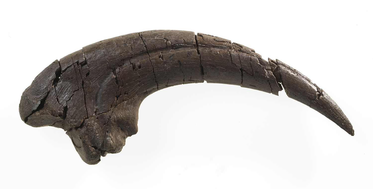 Australovenator sp., theropod dinosaur, claw. Registration no. P 239464.