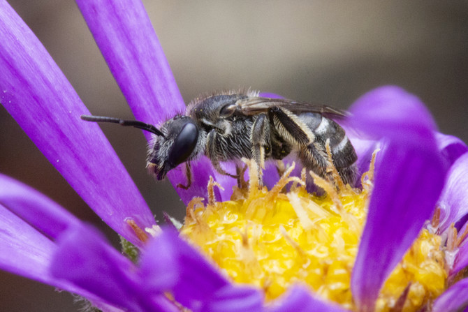 Native lanarium halictid.