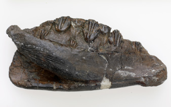 Jaw bone of Qantassaurus intrepidus