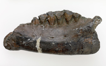 Jaw bone of Qantassaurus intrepidus