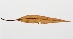 Magnoliidae specimen: a mummified leaf