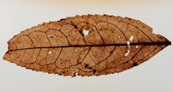 Magnoliidae specimen: a mummified leaf