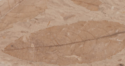 Magnoliidae specimen: a mummified leaf