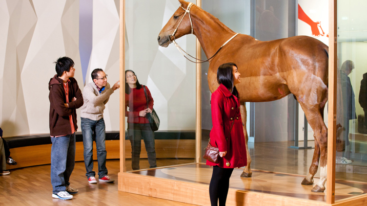 Visitors looking at horse Phar Lap 
