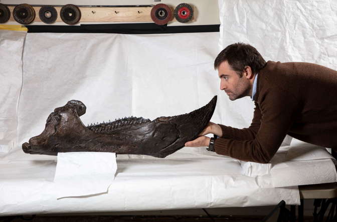 Man looking at a large dinosaur fossil