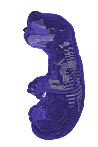 A CT scan of a baby brushtail possum